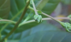 Anacardium occidentale