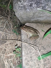 Leptodactylus latrans