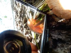 Xeromphalina leonina