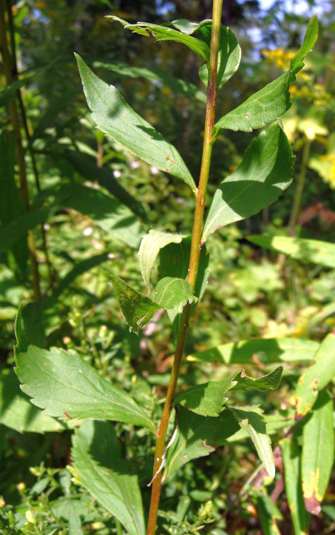 Solidago ulmifolia var. ulmifolia