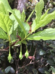 Vaccinium calycinum