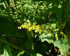 Solidago ulmifolia ulmifolia