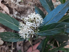 Cornus oblonga