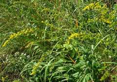 Solidago ulmifolia ulmifolia
