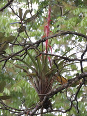 Tillandsia belloensis
