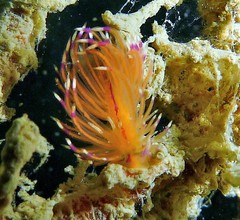 Unidentia aliciae
