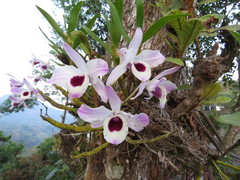 Dendrobium nobile