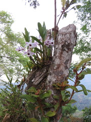 Dendrobium nobile