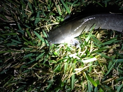 Clarias batrachus