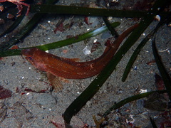 Hexagrammos stelleri