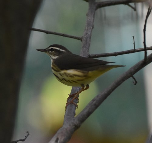 Parkesia motacilla image