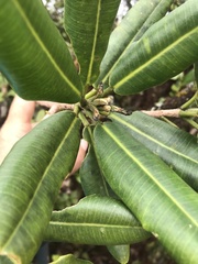 Melicope clusiifolia