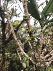 Melicope clusiifolia