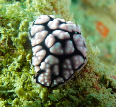 Phyllidiella pustulosa