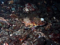 Chitonotus pugetensis