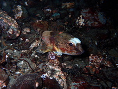 Chitonotus pugetensis