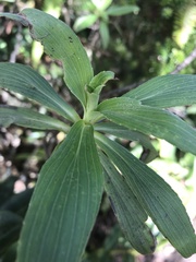 Dubautia raillardioides