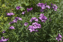 Linum hypericifolium