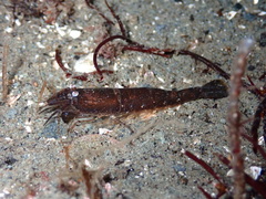 Crangon franciscorum