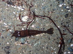 Crangon franciscorum