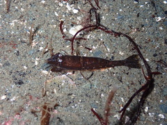 Crangon franciscorum