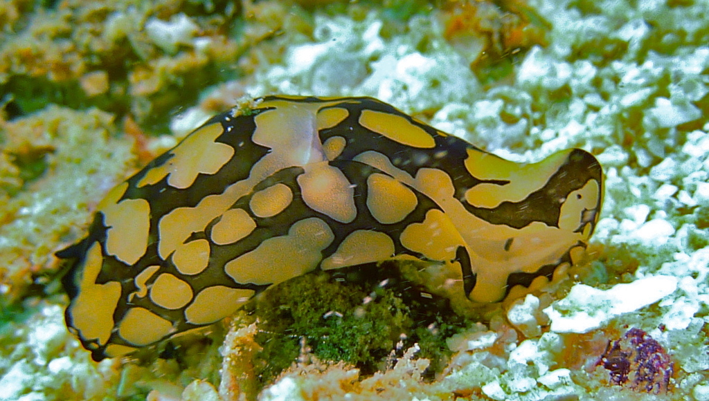 Pilsbry's Head Shield Slug
