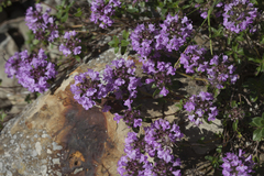 Thymus caucasicus