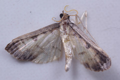 Lepidoptera