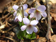 Viola collina