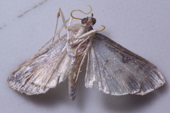 Lepidoptera