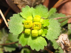 Chrysosplenium