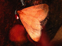 Phigaliohybernia