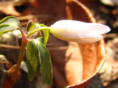 Anemonoides raddeana