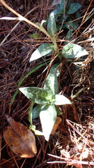 Goodyera schlechtendaliana