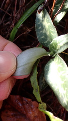 Goodyera schlechtendaliana
