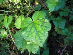 Tolmiea diplomenziesii