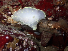 Cadlina