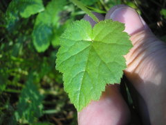 Tolmiea diplomenziesii