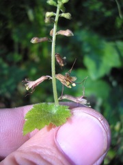 Tolmiea diplomenziesii