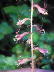 Tolmiea diplomenziesii