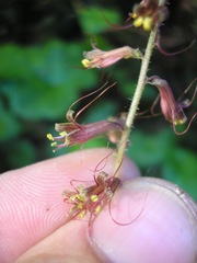Tolmiea diplomenziesii
