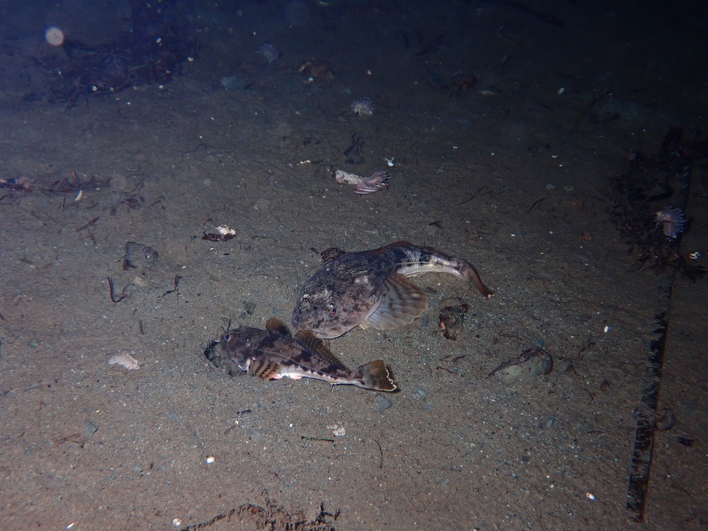Pacifische gewei-donderpad (Leptocottus armatus) — Cottidae