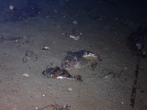 Cabezon (Leptocottus armatus) — Cottidae