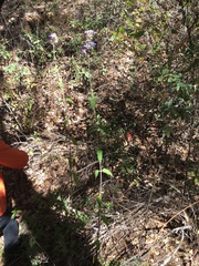 Salvia thyrsiflora