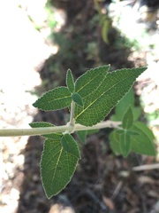 Salvia thyrsiflora