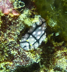 Phyllidia elegans