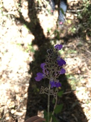Salvia thyrsiflora