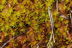 Sphagnum inundatum