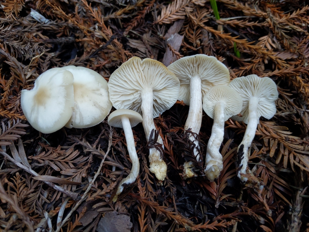 Clitocybe sp. 'CA04'