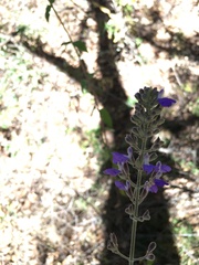 Salvia thyrsiflora